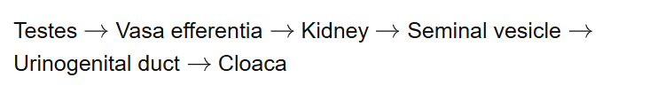Testes Vasa efferentia Kidney Seminal vesicle Urinogenital duct Cloaca