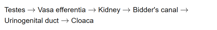 Testes Vasa efferentia Kidney Bidder's canal Urinogenital duct Cloaca