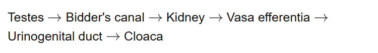 Testes Bidder's canal Kidney Vasa efferentia Urinogenital duct Cloaca