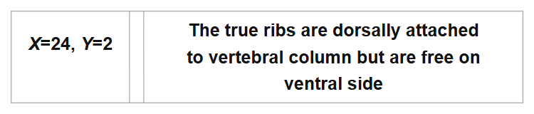 X=24, Y=2
The true ribs are dorsally attached
to vertebral column but are free on
ventral side