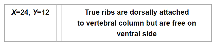 X=24, Y=12
True ribs are dorsally attached
to vertebral column but are free on
ventral side