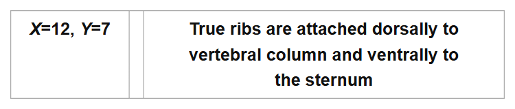X=12, Y=7
True ribs are attached dorsally to
vertebral column and ventrally to
the sternum