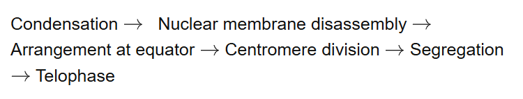Condensation Nuclear membrane disassembly Arrangement at equator Centromere division Segregation Telophase