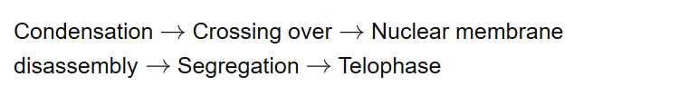 Condensation Crossing over Nuclear membrane disassembly Segregation Telophase