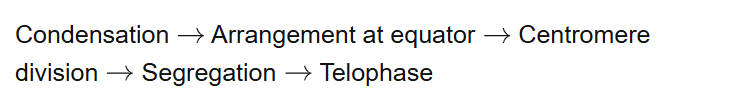 Condensation Arrangement at equator Centromere division Segregation Telophase