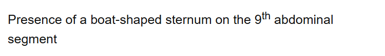 Presence of a boat-shaped sternum on the 9th abdominal segment