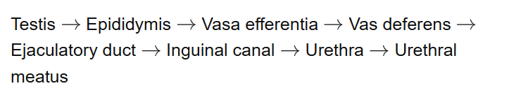 Testis Epididymis Vasa efferentia Vas deferens Ejaculatory duct Inguinal canal
Urethra Urethral meatus