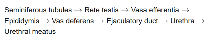 Seminiferous tubules Rete testis Vasa efferentia Epididymis Vas deferens Ejaculatory
duct Urethra Urethral meatus