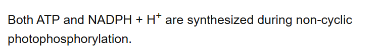 Both ATP and NADPH + H+ are synthesized during non-cyclic photophosphorylation.
