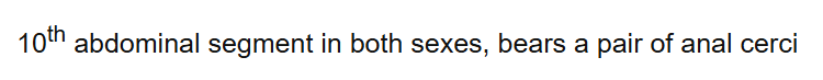 10th abdominal segment in both sexes, bears a pair of anal cerci
