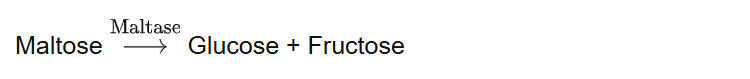 Maltose Glucose + Fructose