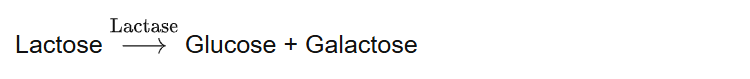 Lactose Glucose + Galactose